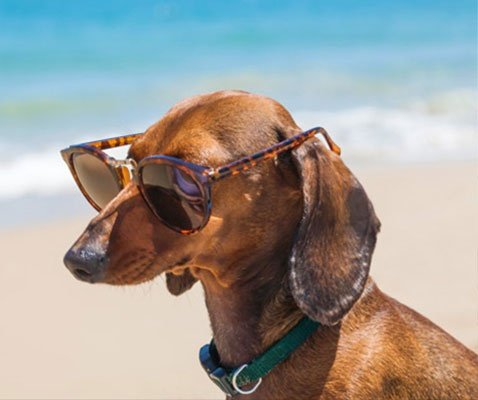 Vacaciones con tu mascota apartotel magic tropical splash benidorm Vacaciones con tu mascota apartotel magic tropical splash benidorm