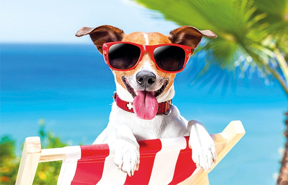 Vacaciones con tu Mascota Apartotel Magic Tropical Splash Finestrat